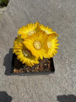 Parodia mutabilis